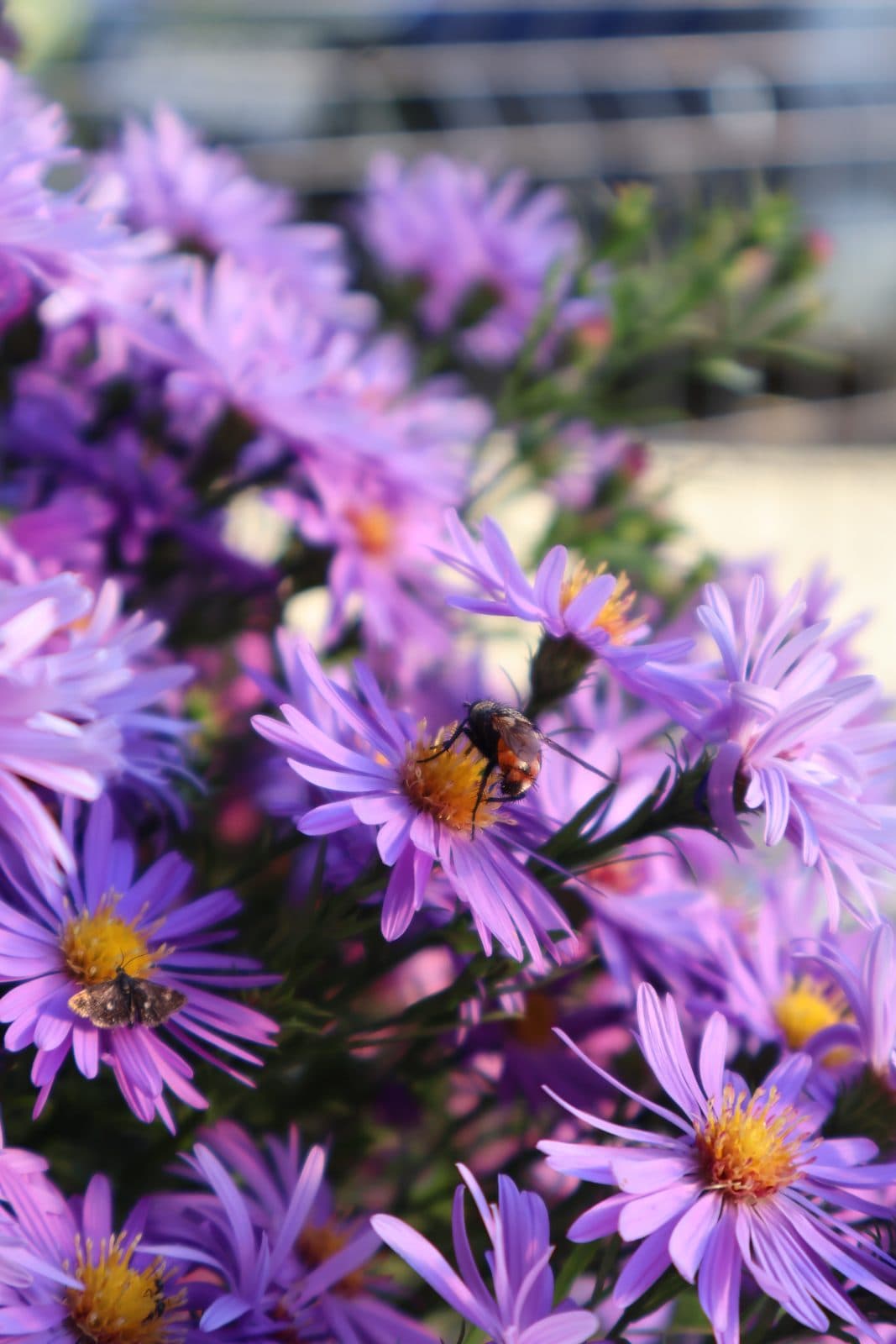 Aster